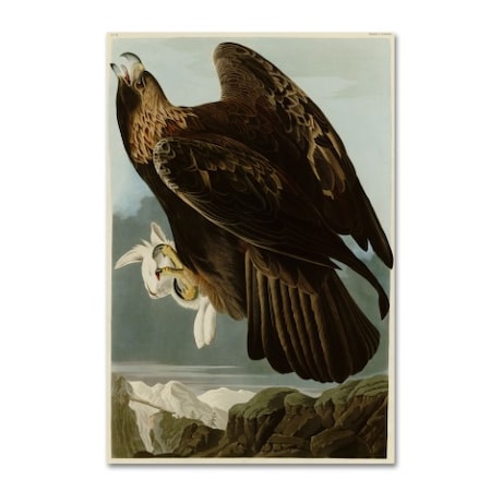 Audubon 'Golden Eagleplate 181' Canvas Art,16x24